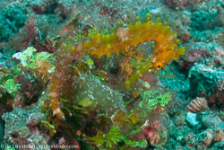 BD-090927-Lembeh-9274477-Hippocampus-kuda.-Bleeker.-1852-[Spotted-seahorse.-Gul-sjöhäst].jpg